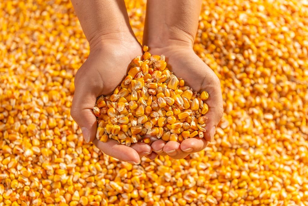 Yellow Corn Seeds